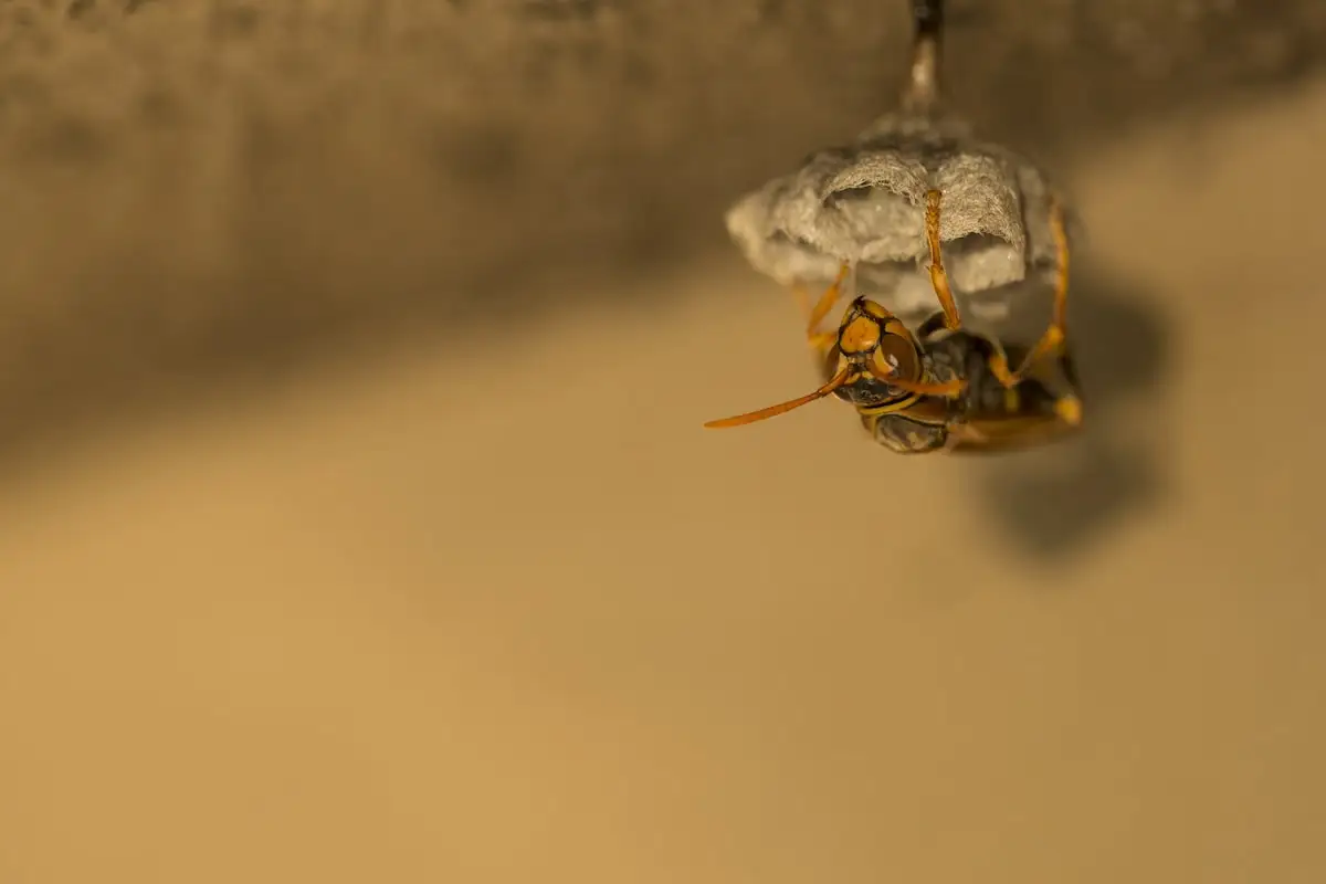 蜂の巣対策